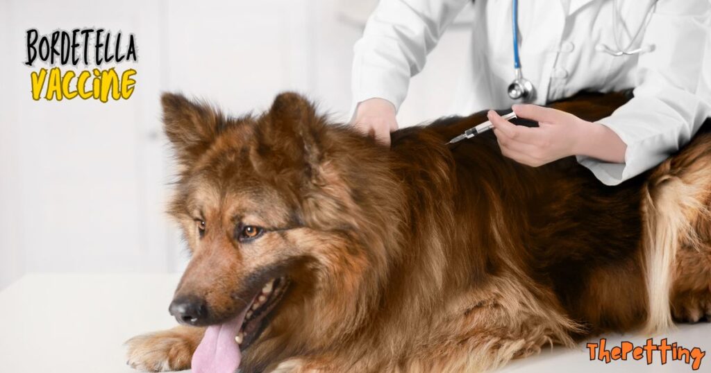 Bordetella Vaccine