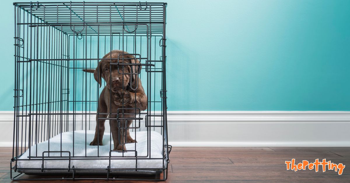 Dog Cage