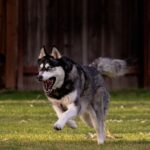 Husky Siberiano