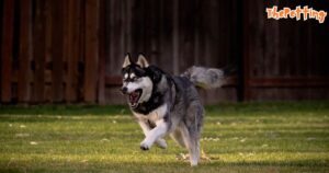 Husky Siberiano