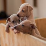 Italian Greyhound Puppies