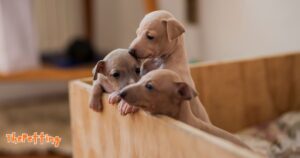 Italian Greyhound Puppies