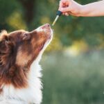 Is Peppermint Oil Safe for Dogs