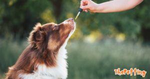 Is Peppermint Oil Safe for Dogs