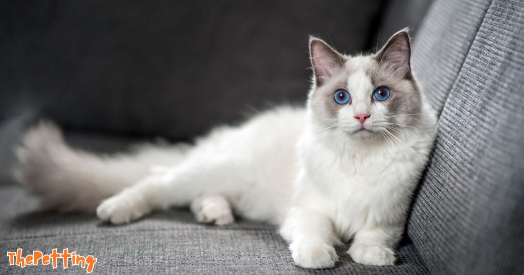 Ragdoll Cats for Adoption