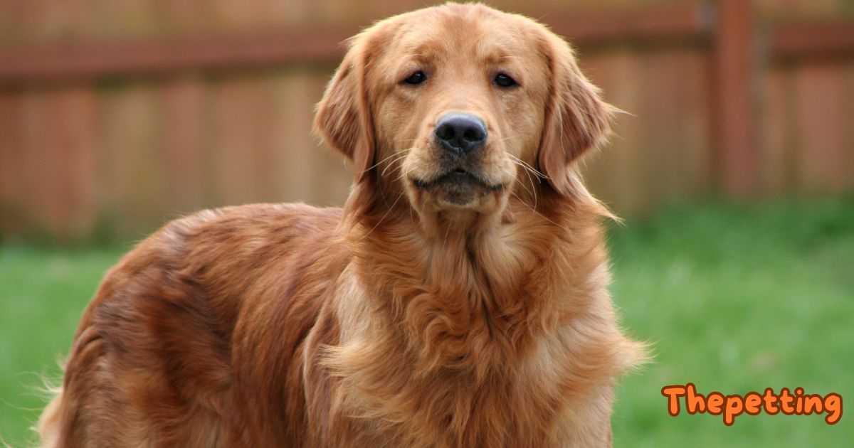 red golden retriever dog