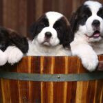 Saint Bernard Puppies