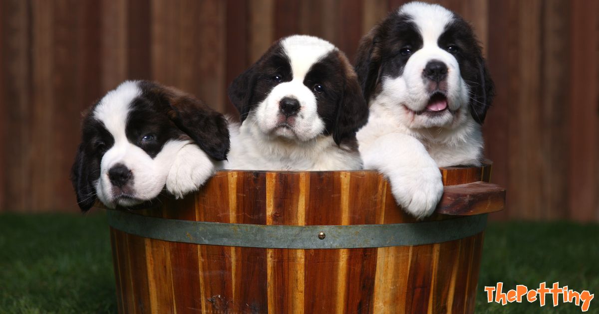 Saint Bernard Puppies