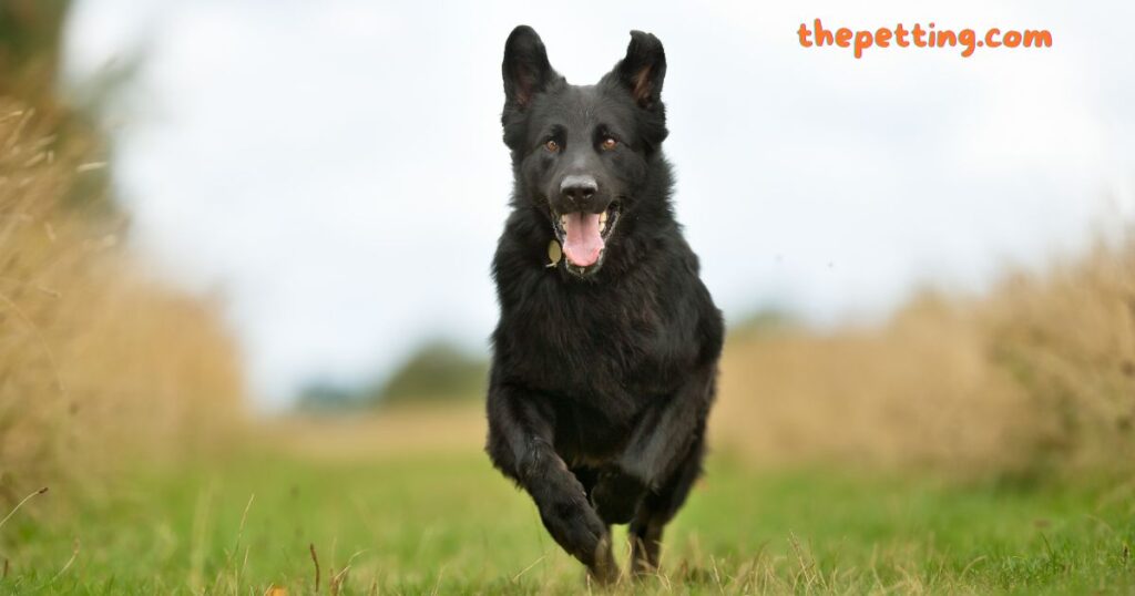 black german shepherd