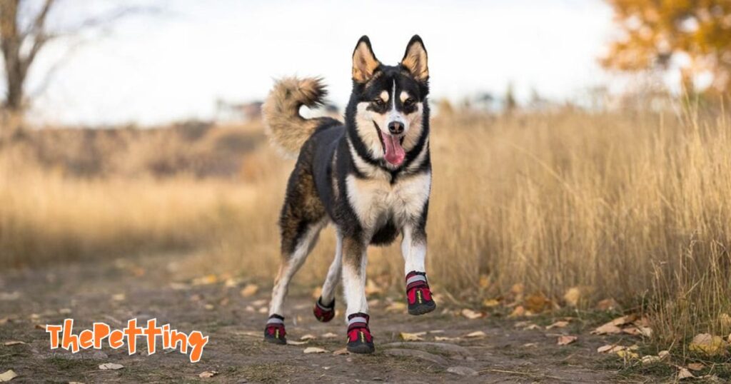 Trendy Crocs for dogs showcasing comfort and style in pet fashion.