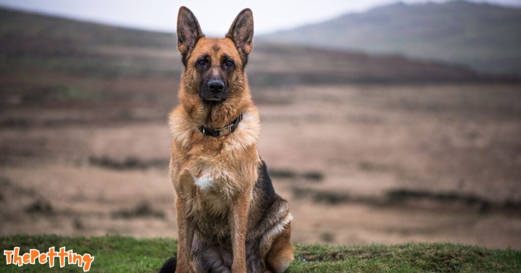 german shepherd husky mix