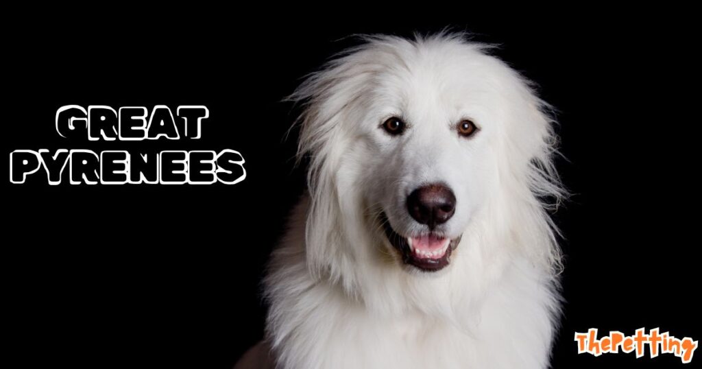 great pyrenees price