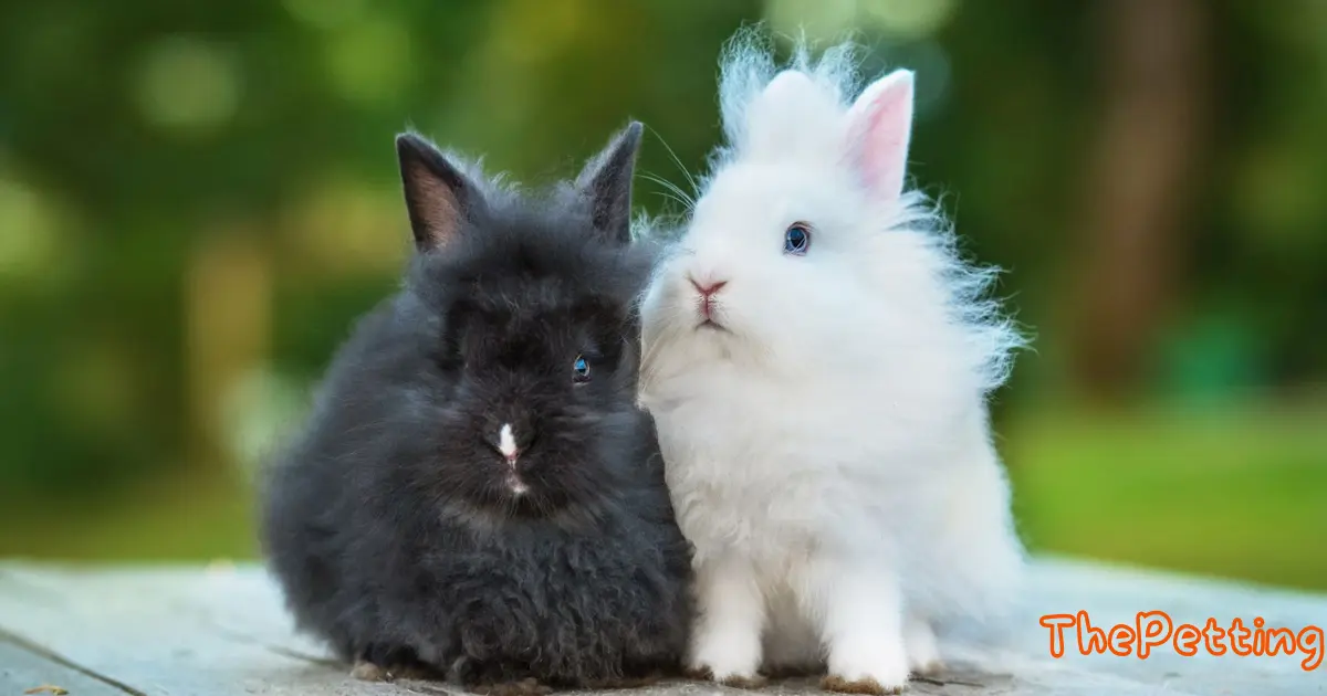 angora rabbit