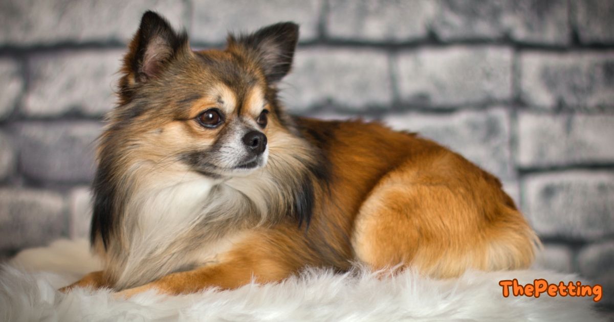 long haired chihuahua