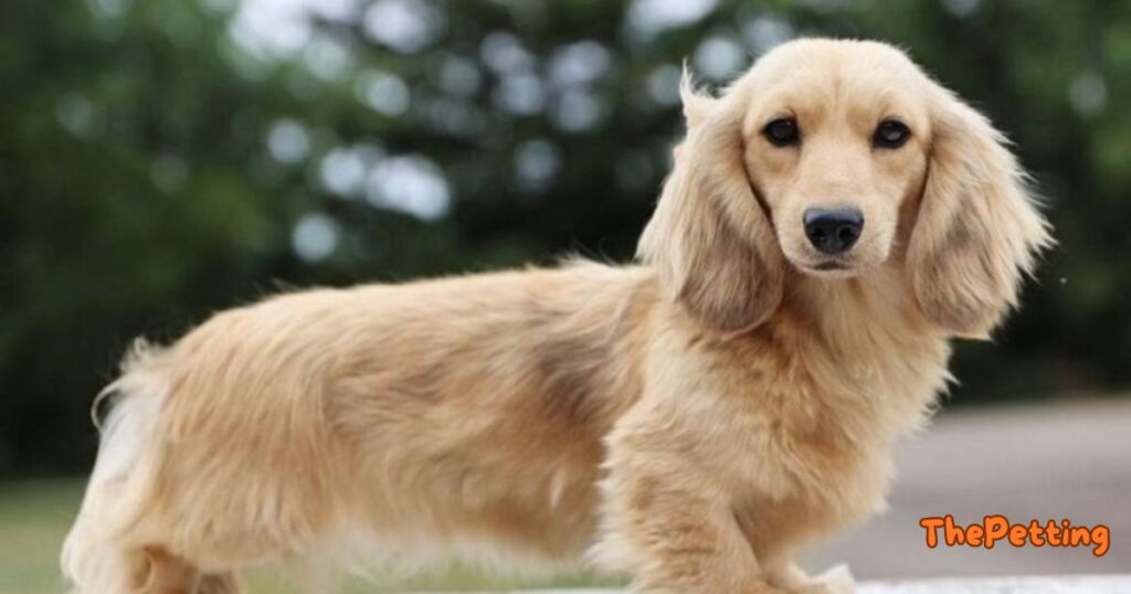 long haired dachshund