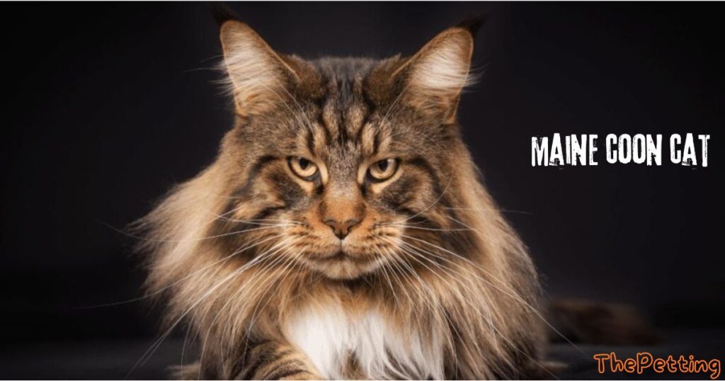 maine coon cat