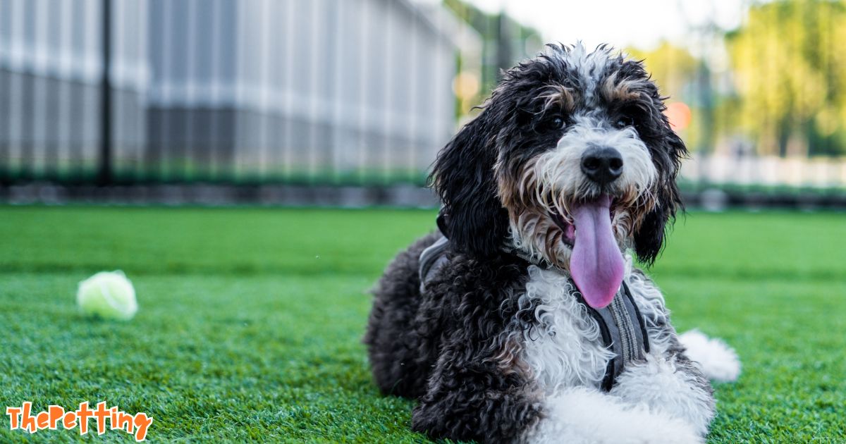 mini bernedoodle