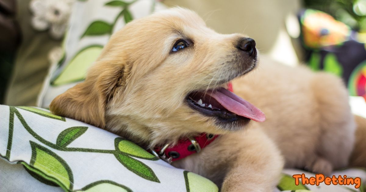 mini golden retriever