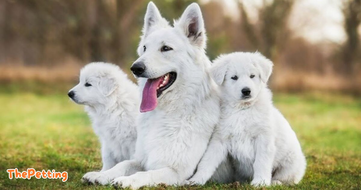 white german shepherd and puppies